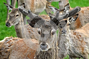 Red Deer