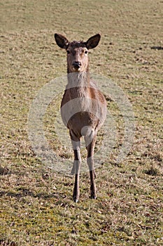 Red deer