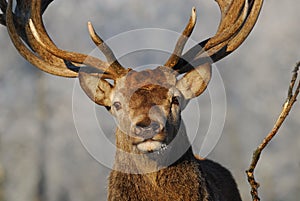 Red-deer