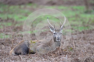 Red Deer