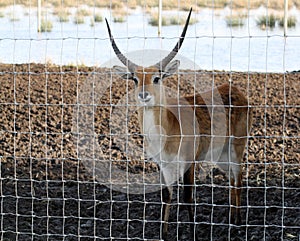 Red deer