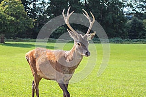 Red deer