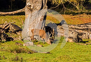 Red deer