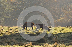 Red deer