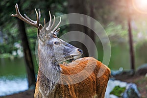 Red deer on alert look for hunters. Portrait of noble buck male in the wild landscape. Deer at maturity age.