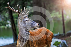 Red deer on alert look for hunters. Portrait of noble buck male in the wild landscape. Deer at maturity age. photo