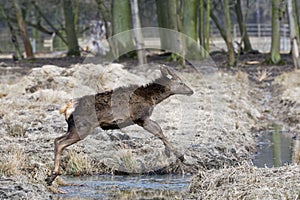 Red deer, Altai maral Cervus elaphus sibiricus
