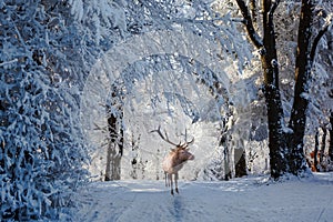 Red deer antlered is a forest glade