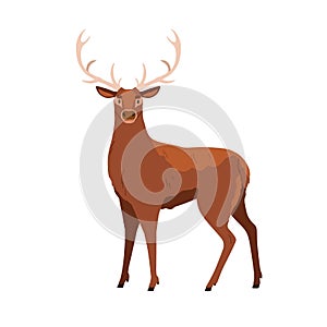 Red deer with antlers, wild forest animal. Male adult stag with horns. Big woods hoofed mammal of North America, Europe