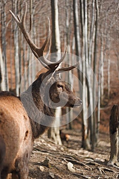 Red deer in autumn forest