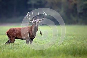 Red deer bellowing in a clearing