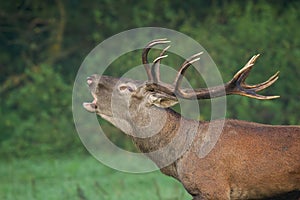 Red deer bellowing on field in meadow rutting season