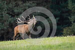 Red deer bellowing on grassland in autumn with copy space