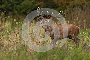 Red deer bellowing in long grassland in autumn nature