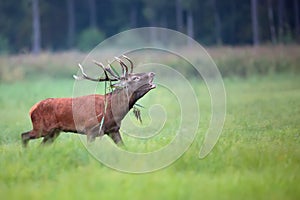 Red deer bellowing on the run