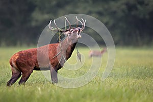 A red deer bellowing in the wild.