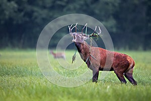 Red deer bellowing in the wild