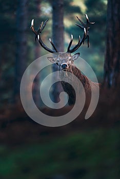 Red deer with big antlers looking towards camera.