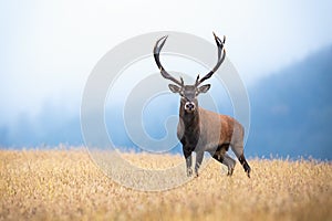 Red deer with big antlers standing on the field with gry grass in morning mist