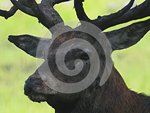 Red deer with big horns trophies for hunters