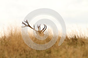 Red deer big trophy