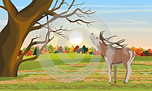 Red deer with branched antlers growls in a clearing in front of a colorful autumn forest. Noble deer.