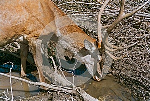 Red deer buck drinking close-up