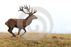 Red deer buck running on clearing