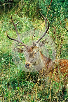 Red deer buck sitting on the grass