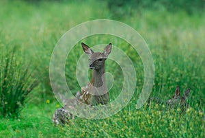 Red-deer, calf