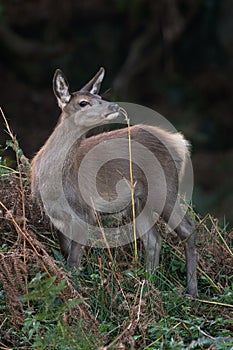Red Deer Calf, Cervus elaphus