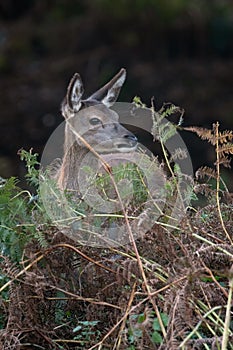 Red Deer Calf, Cervus elaphus