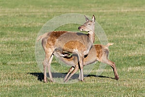 Red Deer calf Cervus elaphus suckling from mother