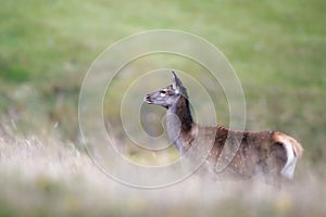Red Deer Calf in field of grass and bracken/Red Deer Calf/Red Deer Cervus elaphus