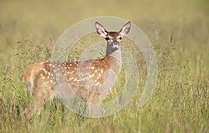 Red deer calf standing in the meadow in summer