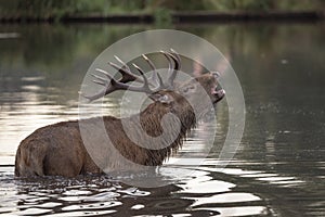 Red deer calling across the pond to a Hind he has spotted