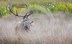 Red deer calling during the rut in autumn