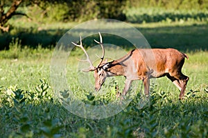 Red deer (Cervidae) photo