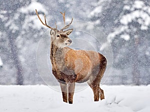 The red deer Cervus elaphus