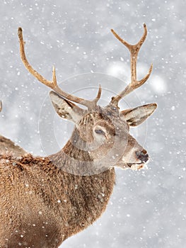 The red deer Cervus elaphus