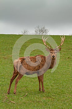 The red deer (Cervus elaphus