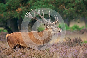 Red Deer (Cervus elaphus).