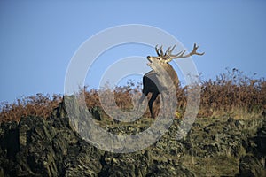 Red deer, Cervus elaphus