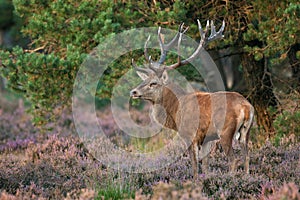 Red deer (Cervus elaphus).