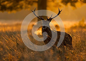 Red deer (Cervus elaphus)