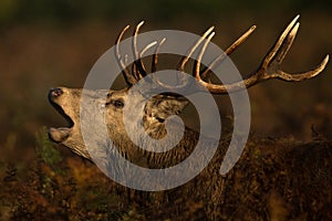 Red deer (Cervus elaphus)