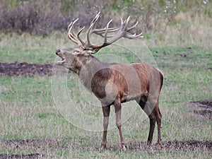 Red deer (Cervus elaphus)