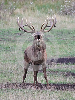 Red deer (Cervus elaphus)