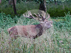 Red deer (Cervus elaphus)