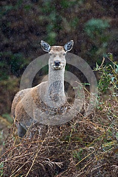 Red Deer (cervus elaphus)